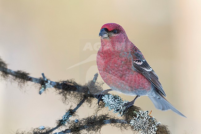 Pine Grosbeak - Hakengimpel - Pinicola enucleator, Finland, adult male stock-image by Agami/Ralph Martin,