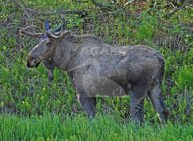Eland, Moose stock-image by Agami/Pete Morris,