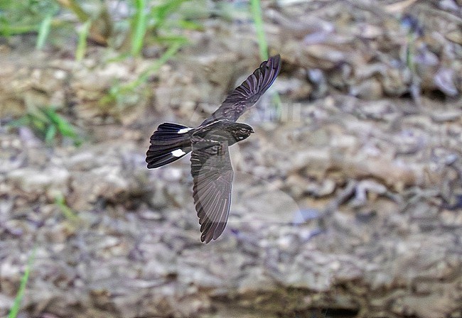 Band-tailed Nighthawk, Nyctiprogne leucopyga, adult in flight stock-image by Agami/Andy & Gill Swash ,