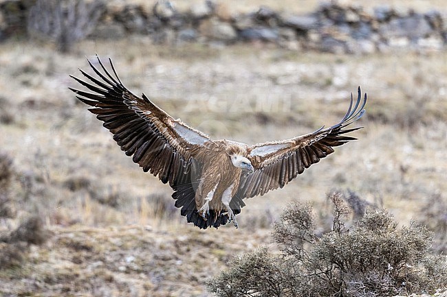 Griffon Vulture landing stock-image by Agami/Onno Wildschut,
