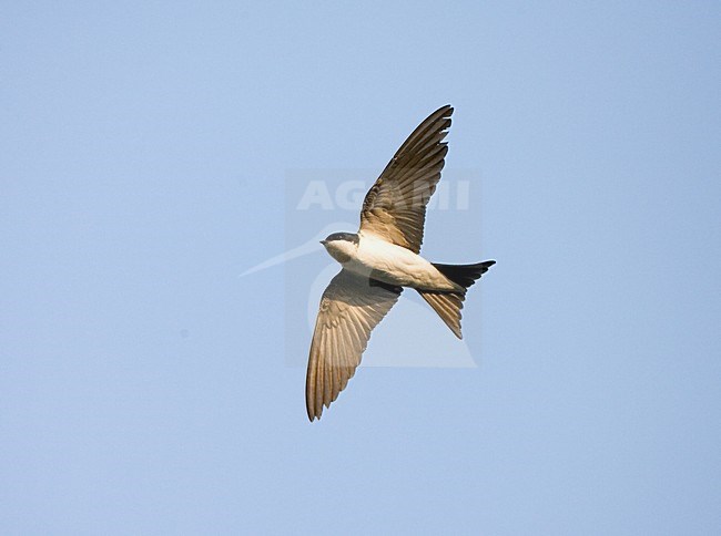 House Martin flying, Huiszwaluw vliegend stock-image by Agami/Marc Guyt,