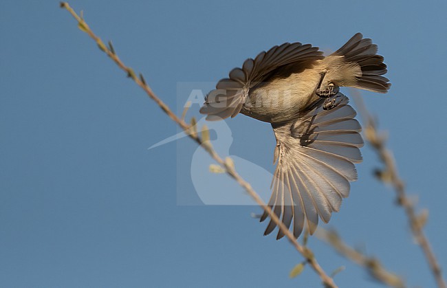 Plain Leaf Warbler (Phylloscopus neglectus) in winter (flying) stock-image by Agami/Eduard Sangster,