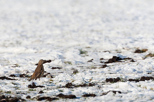 Wintering Mistle Thrush, Turdus viscivorus, in the Netherlands. Standing in a snow covered meadow. stock-image by Agami/Marc Guyt,