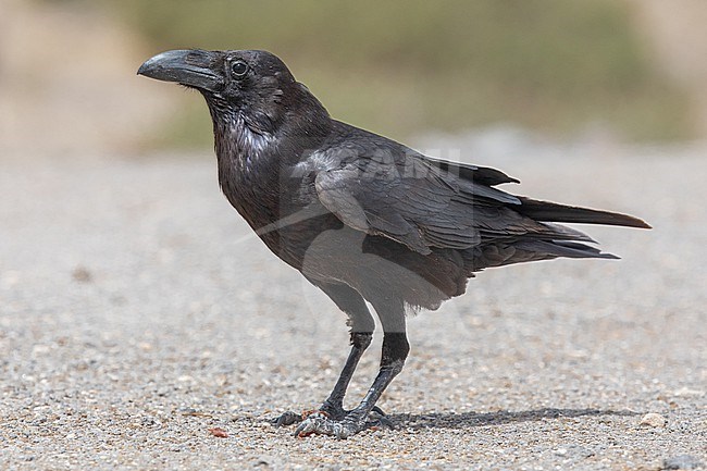 Northern Raven (Corvus corax), tingitanus subspecies, sitting on the ground in Fuerteventura, Canary islands. stock-image by Agami/Sylvain Reyt,