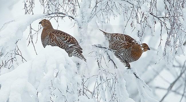 Vrouwtje Korhoen, Black Grouse female stock-image by Agami/Markus Varesvuo,