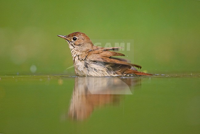 Common Nightingale bading; Nachtegaal badend stock-image by Agami/Markus Varesvuo,
