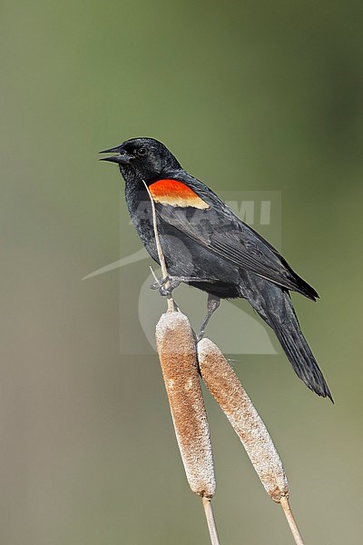 Adult male Red-winged Blackbird (Agelaius phoeniceus) in a swamp in the Kamloops, British Colombia, Canada. stock-image by Agami/Brian E Small,