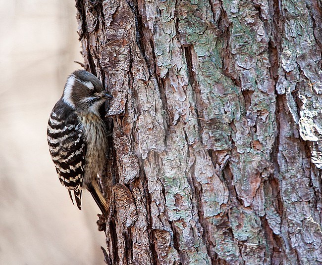 Japanese Pygmy Woodpecker (Yungipicus kizuki) foraging on the side of the trunk of a pine tree in Japan. stock-image by Agami/Marc Guyt,