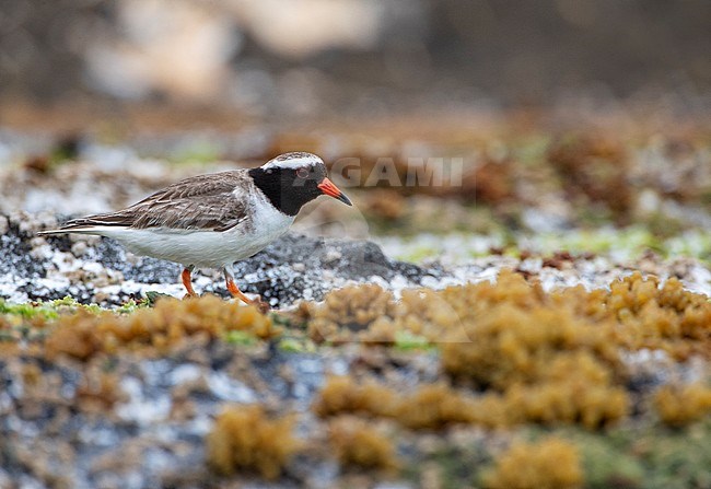 Endangered Shore Plover (Thinornis novaeseelandiae), also known by its Maori name of Tuturuatu, on the Chathams Islands, New Zealand. stock-image by Agami/Marc Guyt,