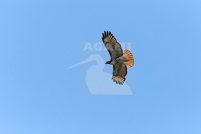 Red-tailed Hawk (Buteo jamaicensis) in flight. stock-image by Agami/David Monticelli,