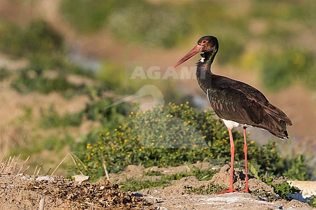 Adult Black Stork (Ciconia nigra) standing on the edge of a rural agricultural field in Spain. Looking over its shoulder for possible danger. Seen on the back, ready to fly away. stock-image by Agami/Ralph Martin,