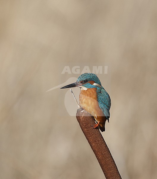 Common Kingfisher, Alcedo atthis, perched on bulrush at Nivå, Denmark stock-image by Agami/Helge Sorensen,