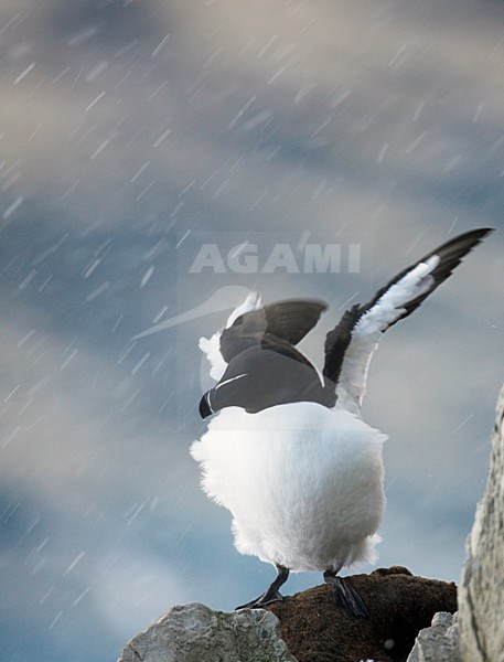 Alk zittend op rotsrichel; Razorbill perched on ledge stock-image by Agami/Markus Varesvuo,