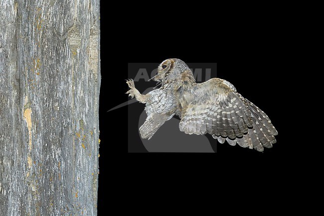 Flammulated Owl, Psiloscops flammeolus, in the United States. stock-image by Agami/Brian E Small,