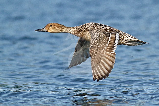 Vrouwtje Pijlstaart in vlucht, Female Northern Pintail in flight stock-image by Agami/Glenn Bartley,