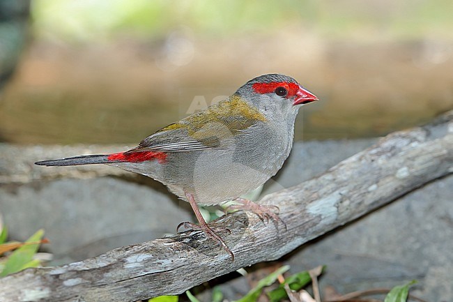 Red-browed Finch (Neochmia temporalis) at Abattoir Swamp in Julatten, Queensland, Australia. stock-image by Agami/Aurélien Audevard,