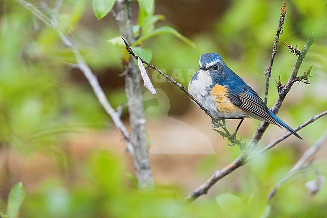 Adult male Red-flanked Bluetail (Tarsiger cyanurus) in pine forest in Russia near lake Baikal. Also known as the Orange-flanked Bush Robin. stock-image by Agami/Ralph Martin,