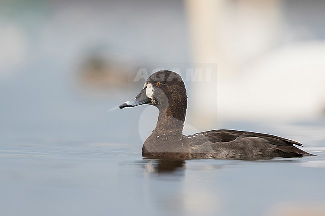 Hybrid Common Pochard x Tufted Duck, Hybride Kuifeend x Tafeleend, Aythya ferina x A. fuligula, France, adult female stock-image by Agami/Ralph Martin,