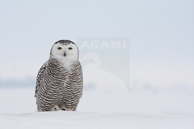 Sneeuwuil zittend in sneeuw; Snowy Owl perched in snow stock-image by Agami/Chris van Rijswijk,