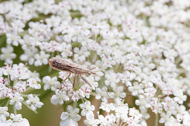 Nabis spec foraging on white umbelliferous flower stock-image by Agami/Arnold Meijer,