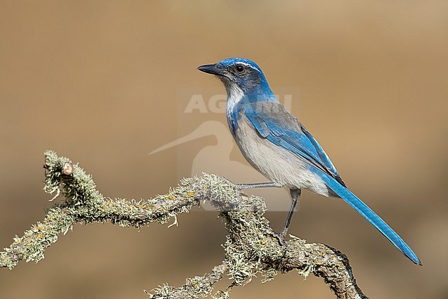 Adult
Santa Barbara Co., CA
November 2022 stock-image by Agami/Brian E Small,