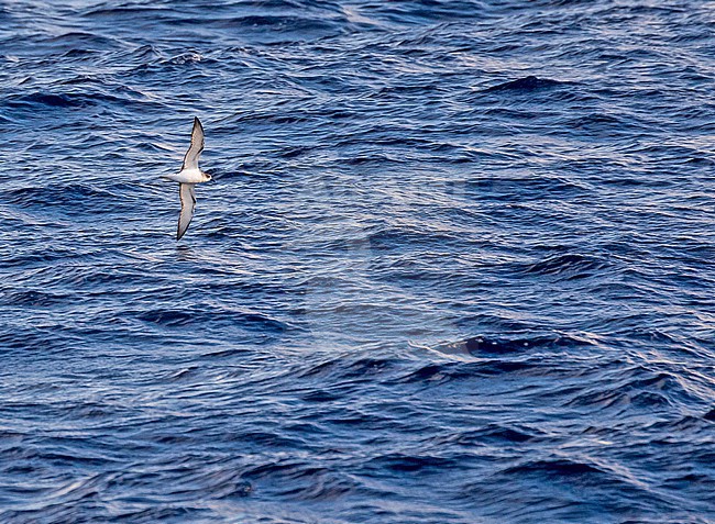 Juan Fernandez petrel, Pterodroma externa, at sea. Photographed during a French Polynesia & The Cook Islands expedition cruise. stock-image by Agami/Pete Morris,