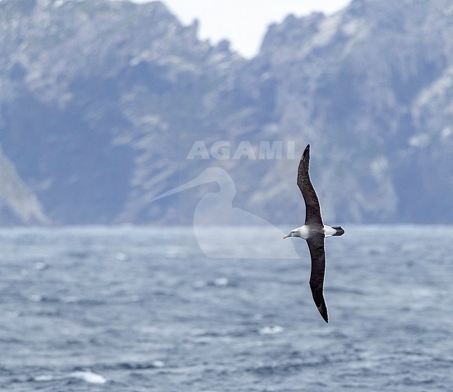 Adult White-capped Albatross (Thalassarche steadi) flying in front of The Snares in subantarctic New Zealand. stock-image by Agami/Marc Guyt,