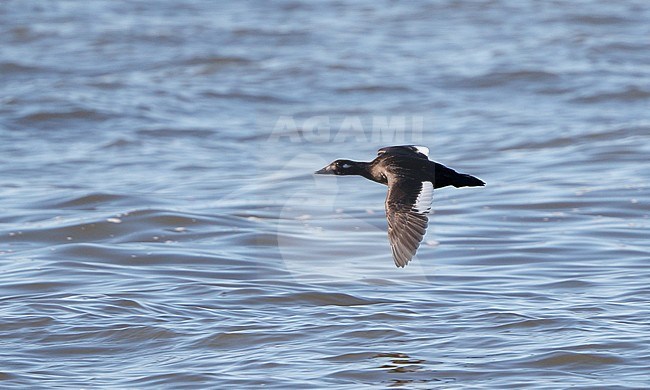 American White-winged Scoter, Melanitta deglandi, 1stW female swimming at Reed's Beach, New Jersey, USA stock-image by Agami/Helge Sorensen,