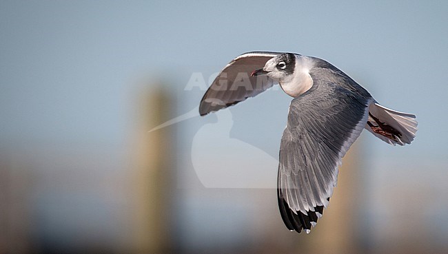Adult winter plumaged Franklin's Gull (Leucophaeus pipixcan) in flight stock-image by Agami/Ian Davies,