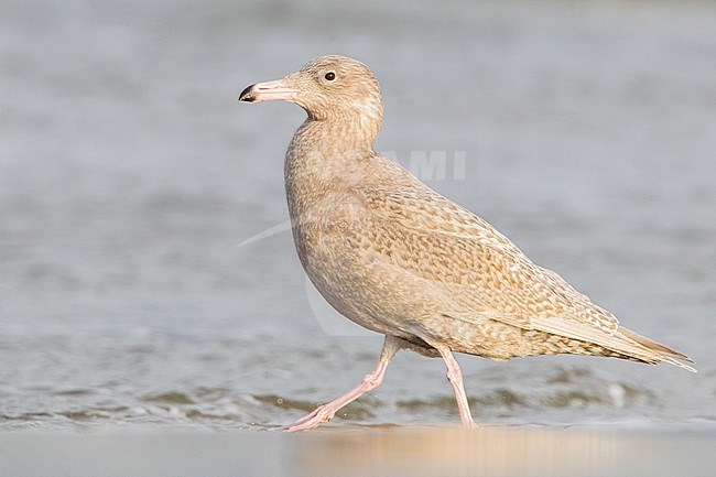 Grote Burgemeester, Glaucous Gull, Larus hyperboreus stock-image by Agami/Menno van Duijn,