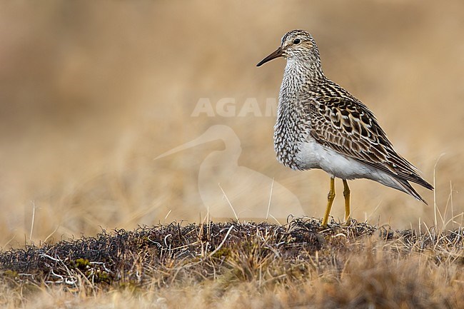 Adult Pectoral Sandpiper (Calidris melanotos) in breeding plumag on the arctic tundra near Barrow in northern Alaska, United States. Displaying male. stock-image by Agami/Dubi Shapiro,