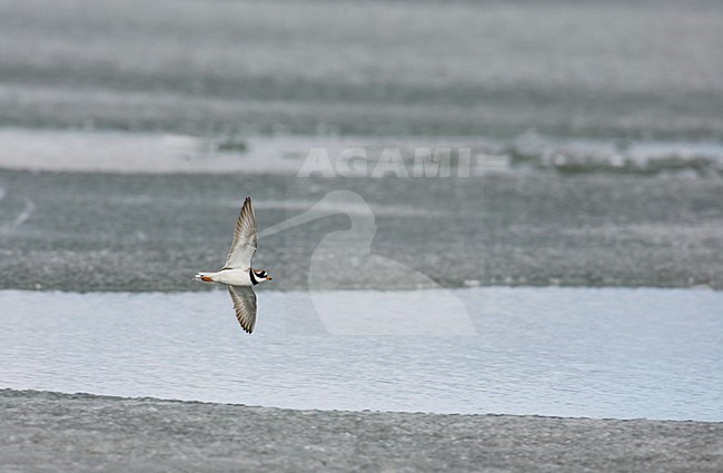 Volwassen Bontbekplevier in de vlucht; Adult Common Ringed Plover in flight stock-image by Agami/Markus Varesvuo,