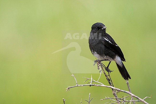 Pied Stonechat (Saxicola caprea rossorum), Tajikistan, adult male perched on a branch with green background stock-image by Agami/Ralph Martin,