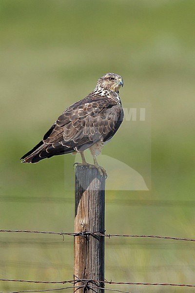Immature Swainson's hawk (Buteo swainsoni)
Brewster Co., TX
September 2016 stock-image by Agami/Brian E Small,