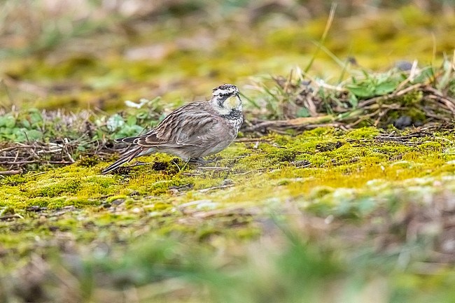 Adult winter American Horned Lark (Eremophila alpestris hoyti) in Staines-upon-Thames, England, United Kingdom, Great Britain. stock-image by Agami/Vincent Legrand,