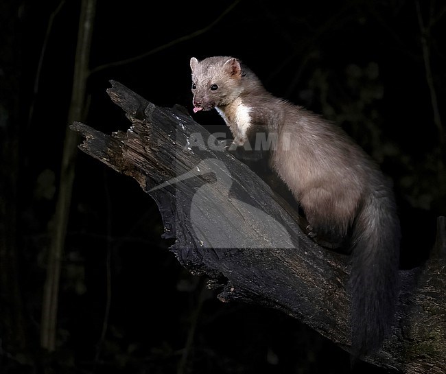 Beech Marten (Martes foina) perched on a trunk during the night stock-image by Agami/Roy de Haas,