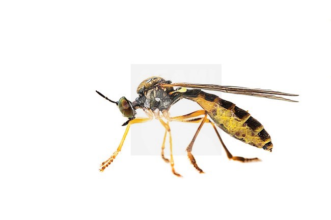 Small Yellow-legged Robberfly, Bosgeelvlekbladjager, Dioctria linearis stock-image by Agami/Wil Leurs,