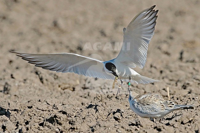A colour ringed adult Gull-billed Tern (Gelochelidon nilotica) feeding its young in an agricultural field in the Netherlands. stock-image by Agami/Fred Visscher,