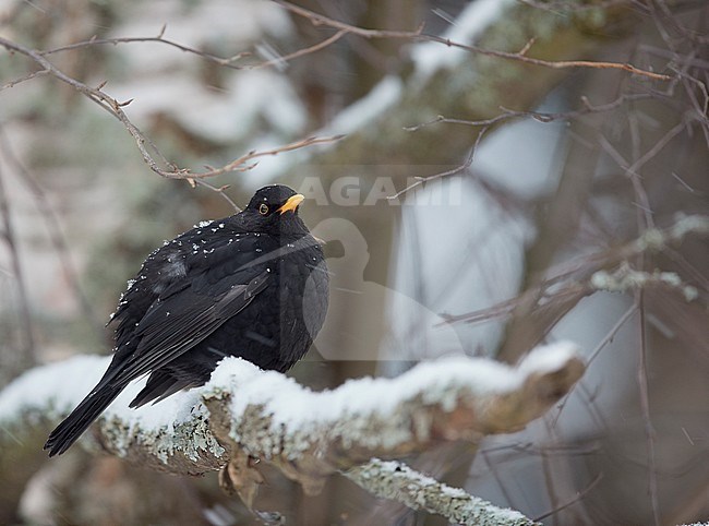 Blackbird male (Turdus merula) Helsinki January 2018 stock-image by Agami/Markus Varesvuo,