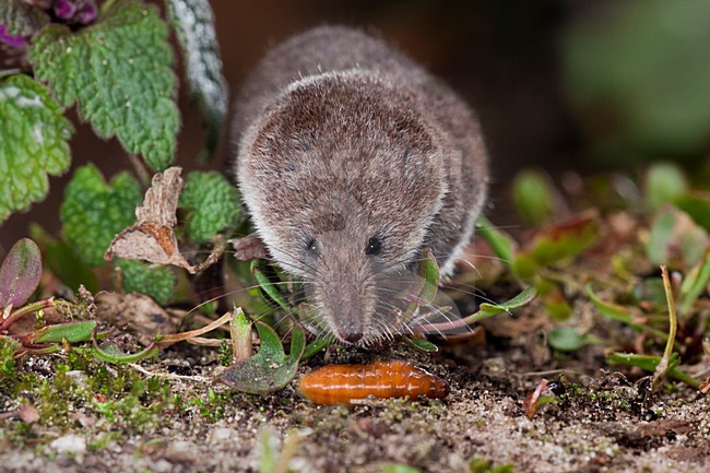 Dwergspitsmuis foeragerend, Eurasian pygmy shrew foraging stock-image by Agami/Theo Douma,