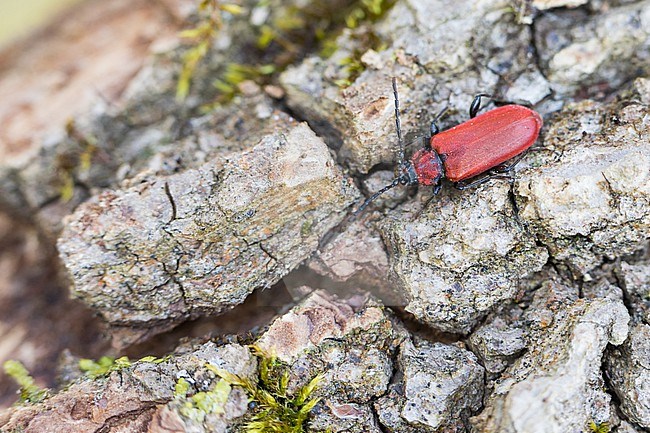 Pyrrhidium sanguineum - Rothaarbock, Germany (Baden-Württemberg), imago stock-image by Agami/Ralph Martin,