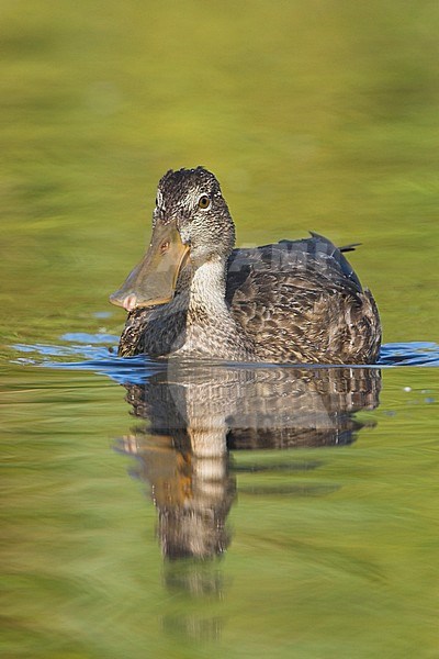 Northern Shoveller (Anas clypeata) swimming on a pond in Victoria, BC, Canada. stock-image by Agami/Glenn Bartley,