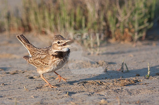 Calandra Lark (Melanocorypha calandra ssp. hebraica); Turkey, adult stock-image by Agami/Ralph Martin,