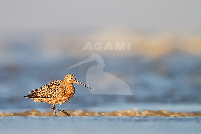 Rosse Grutto, Bar-tailed Godwit, Limosa lapponica on spring migration with stopover at north sea beach stock-image by Agami/Menno van Duijn,