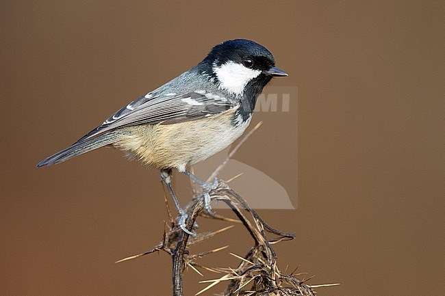Coal Tit (Periparus ater), side view of an adult perched on a dead thistle, Campania, Italy stock-image by Agami/Saverio Gatto,