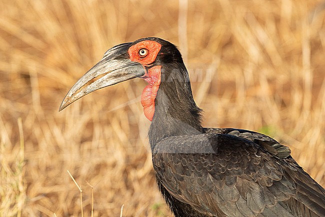 Southern Ground Hornbill (Bucorvus leadbeateri), adult close-up, Mpumalanga, South Africa stock-image by Agami/Saverio Gatto,