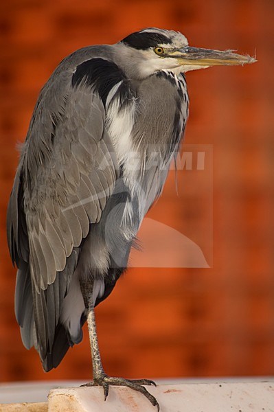 Grey Heron adult, Blauwe reiger volwassen stock-image by Agami/Wil Leurs,