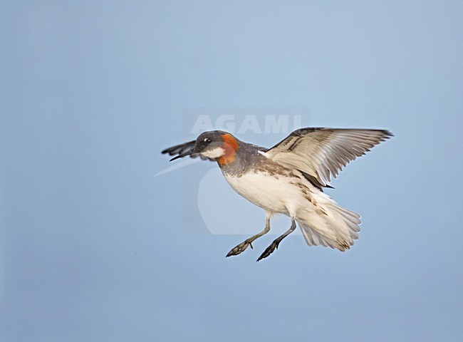 Grauwe Franjepoot in vlucht; Red-necked Franjepoot in vlucht stock-image by Agami/Markus Varesvuo,