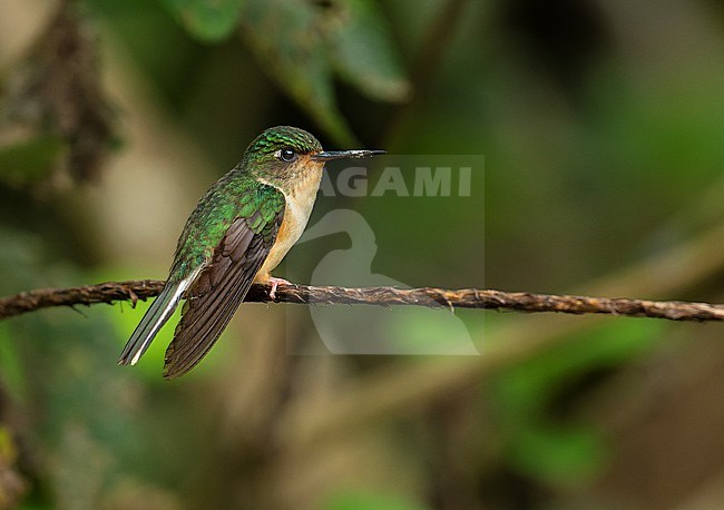 Peruvian Piedtail (Phlogophilus harterti) perched on a branch in Cusco, Peru, South-America. stock-image by Agami/Steve Sánchez,