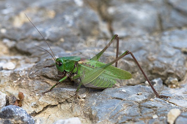 Wrattenbijter; Wart-biter Bush Cricket stock-image by Agami/Arnold Meijer,